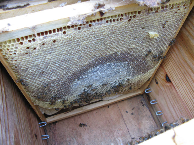 Hives include all frames, fully assembled &amp; ready to go