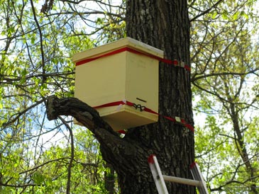 Wood Pulp Honeybee Swarm Trap 