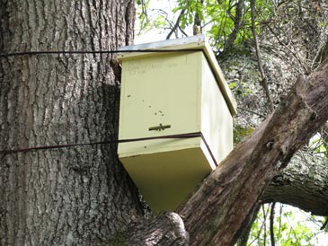 Wood Pulp Honeybee Swarm Trap 