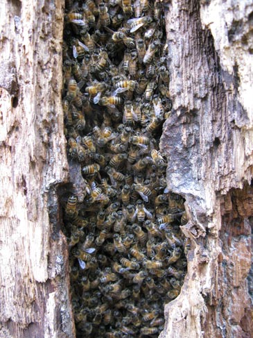 Honey Beekeeping - A Comprehensive Guide