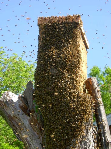 Bee Attractant Bee Bait Bee Swarm Lure Home Beekeeping Attract